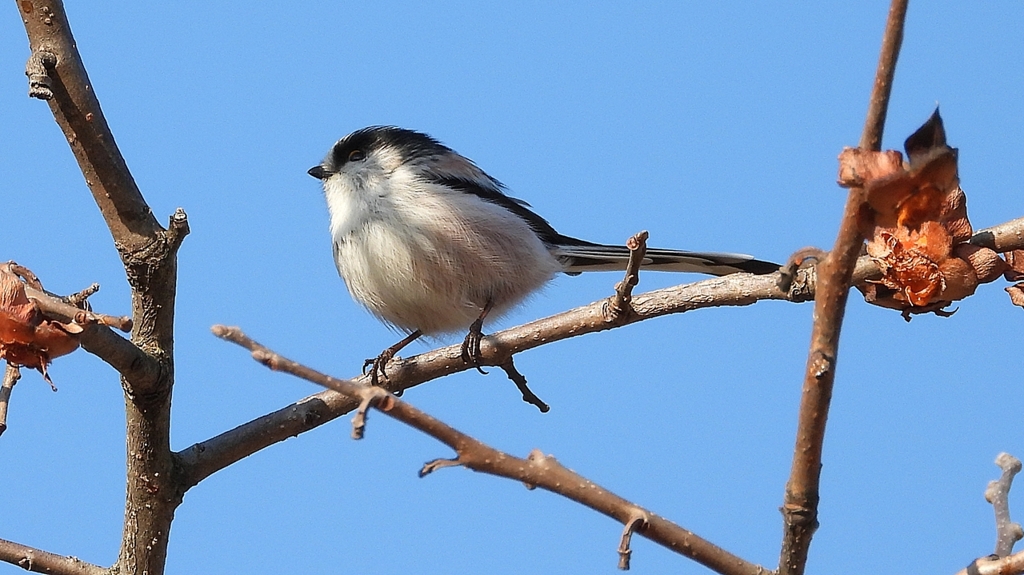 DSCN5984：エナガ