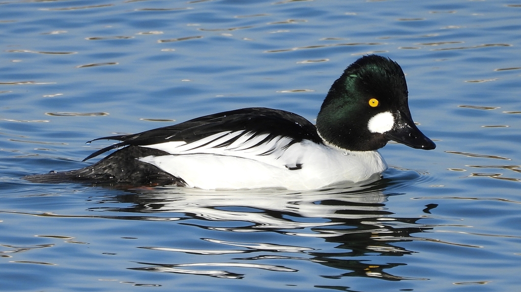 DSCN2728：ホオジロガモ（オス）