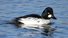 DSCN2728：ホオジロガモ（オス）