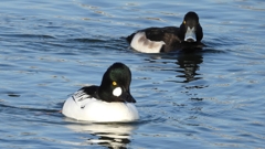 DSCN2592：ホオジロガモ（オス）、キンクロ