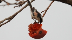 DSCN8561：エナガ