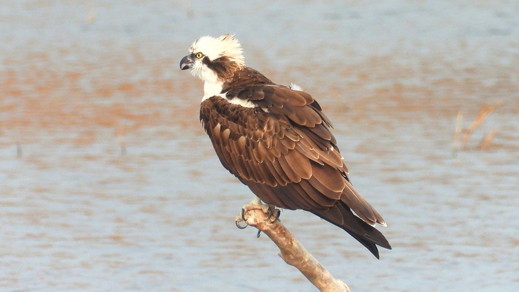 DSCN7327：ミサゴ