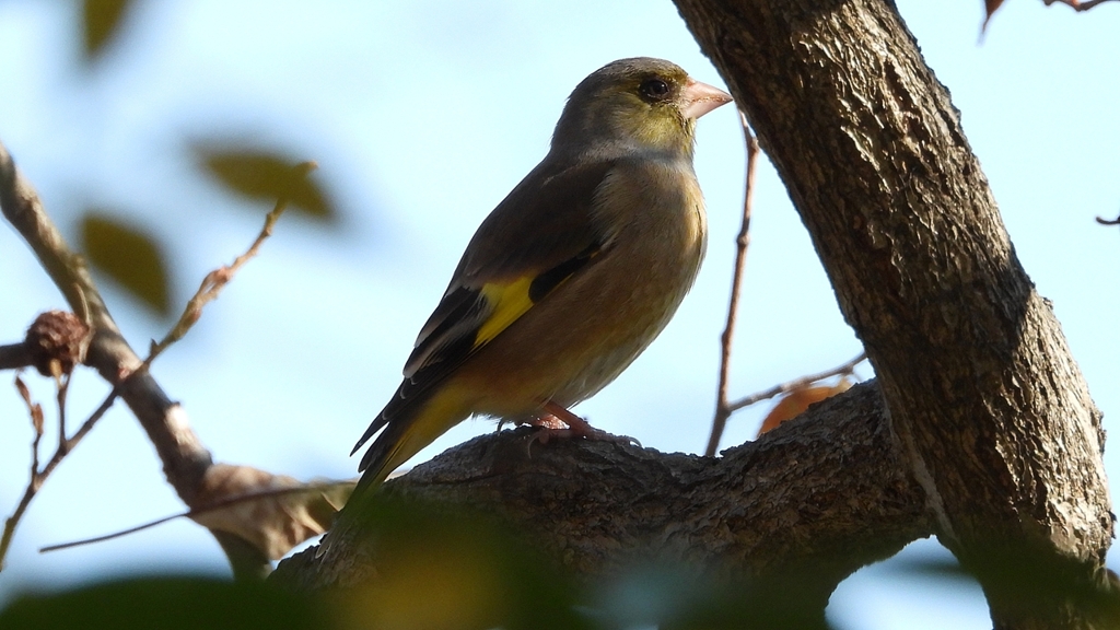 DSCN6305：カワラヒワ