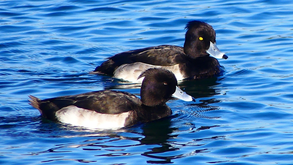 P2380410：キンクロハジロ（オス）