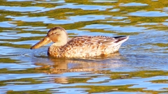 P2370471：ハシビロガモ（メス）