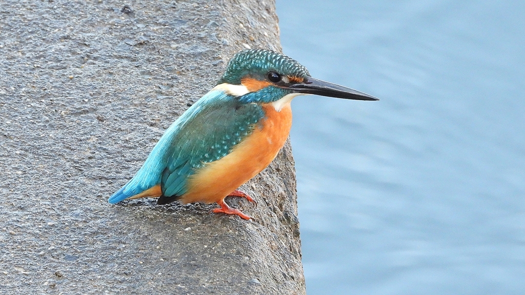 DSCN5642：カワセミ（オス）