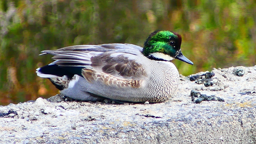 P2350111：ヨシガモ