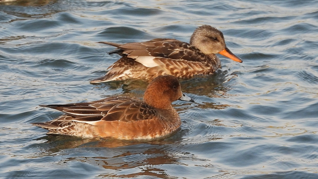 DSCN3874：オカヨシガモ、ヒドリガモ