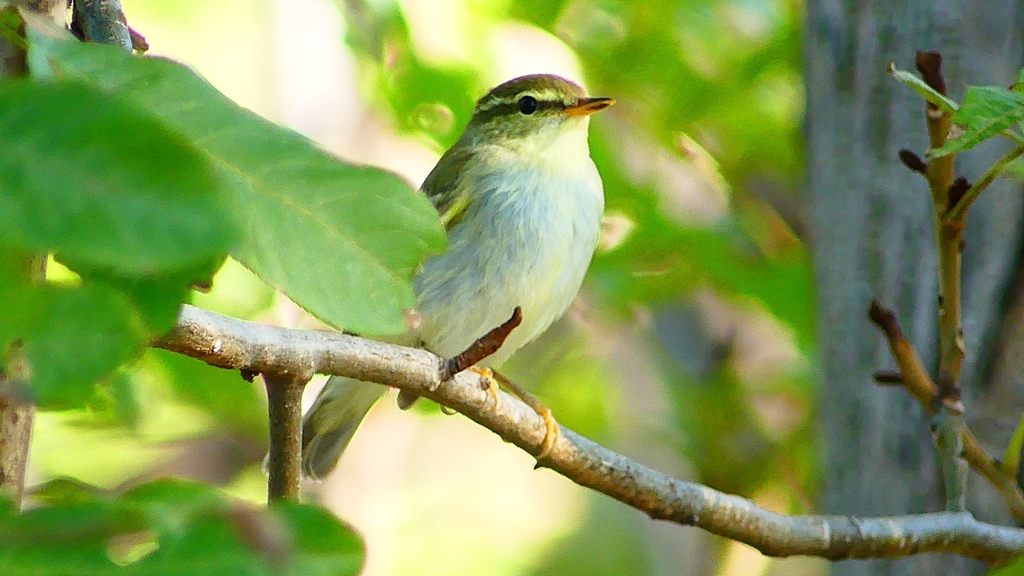 P2320060：ムシクイ