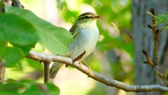 P2320060：ムシクイ