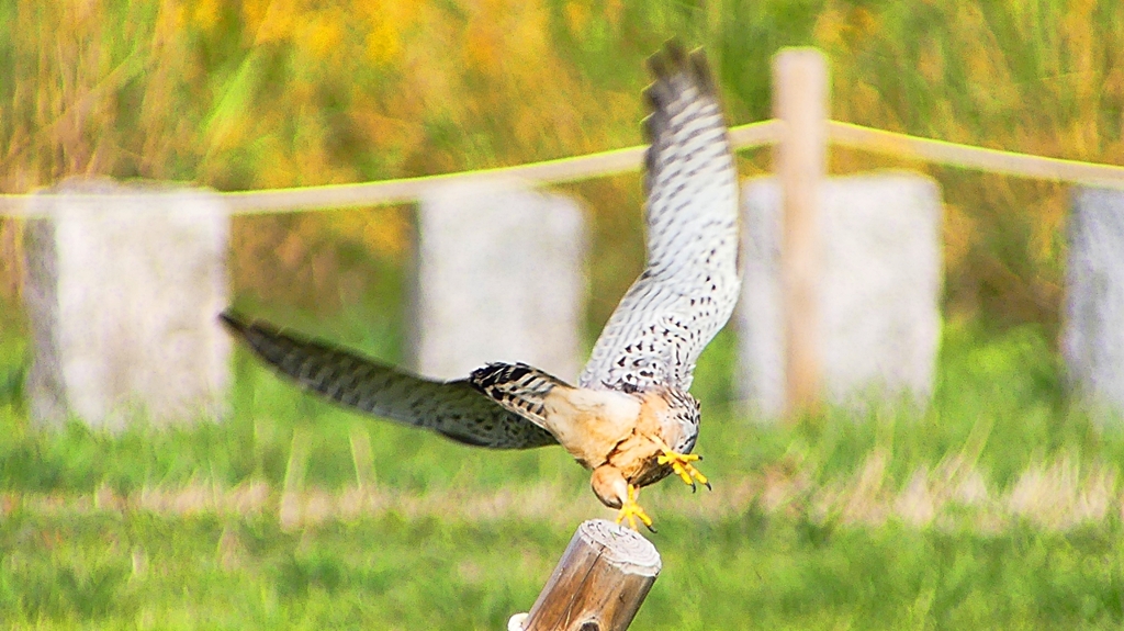 P2340512：チョウゲンボウ