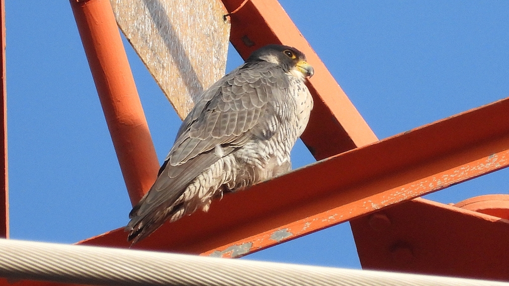 DSCN3761：ハヤブサ