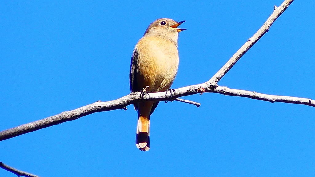 P2400459：ジョウビタキ（メス）
