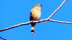 P2400459：ジョウビタキ（メス）