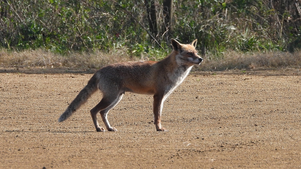 DSCN6723：キツネ