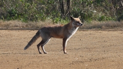 DSCN6723：キツネ