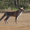 DSCN6723：キツネ