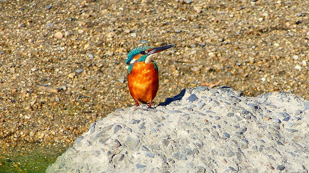 P2270042：カワセミ（メス）