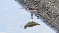 P2400795：アオアシシギ