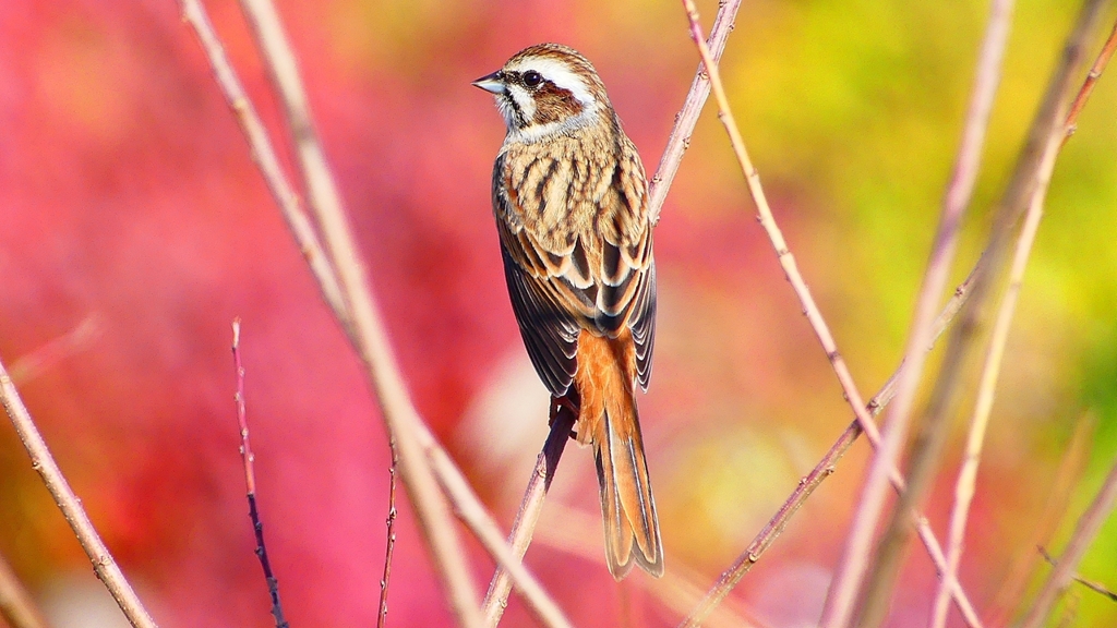 P2390319：ホオジロ（メス）