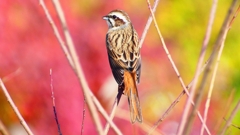 P2390319：ホオジロ（メス）