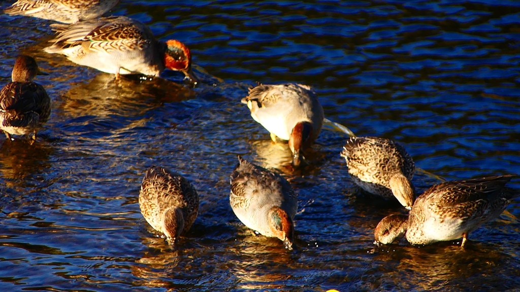 P2400190：コガモ