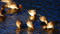 P2400190：コガモ