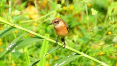 P2290364：ノビタキ