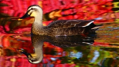 P2420052：カルガモ