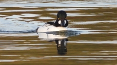 DSCN2414：ホオジロガモ（オス）