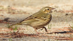 DSCN8259：ビンズイ