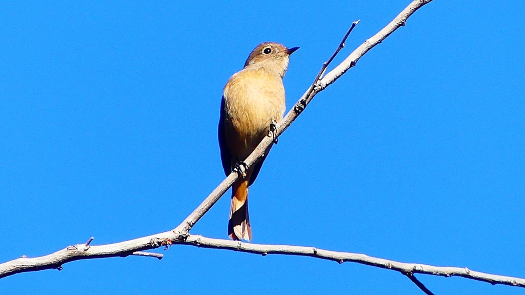 P2400399：ジョウビタキ（メス）