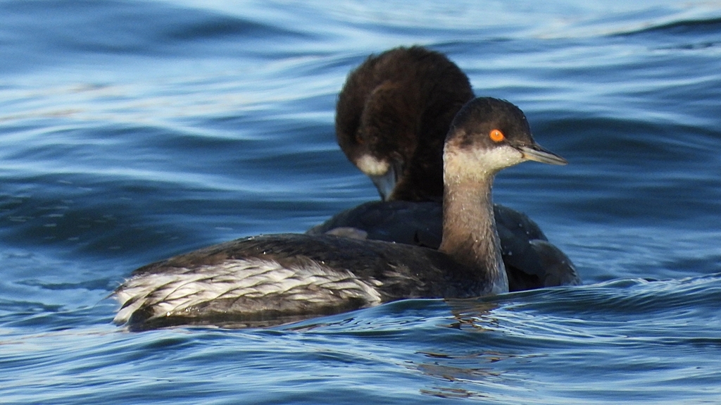 DSCN9257：ハジロカイツブリ