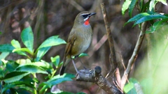 P2300895：ノゴマ（オス）