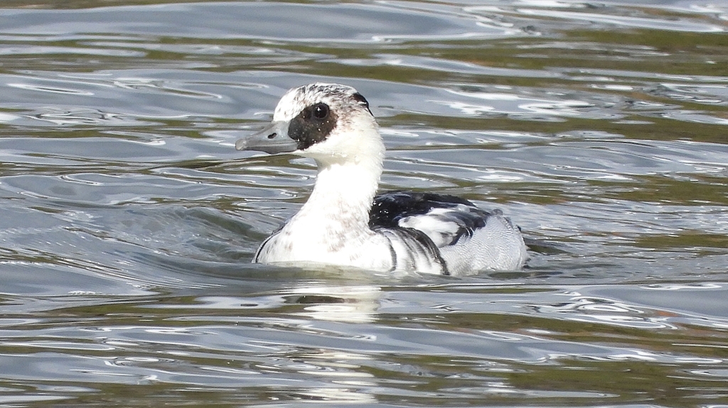 DSCN0287：ミコアイサ（オス）