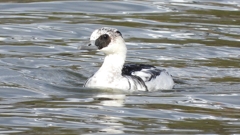 DSCN0287：ミコアイサ（オス）