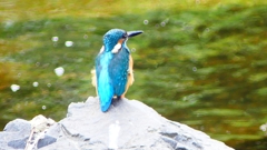 P2280338:カワセミ(オス) P2280338:カワセミ(オス)