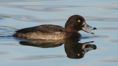 DSCN2892：キンクロハジロ（メス）