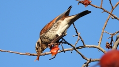 DSCN4689：ツグミ