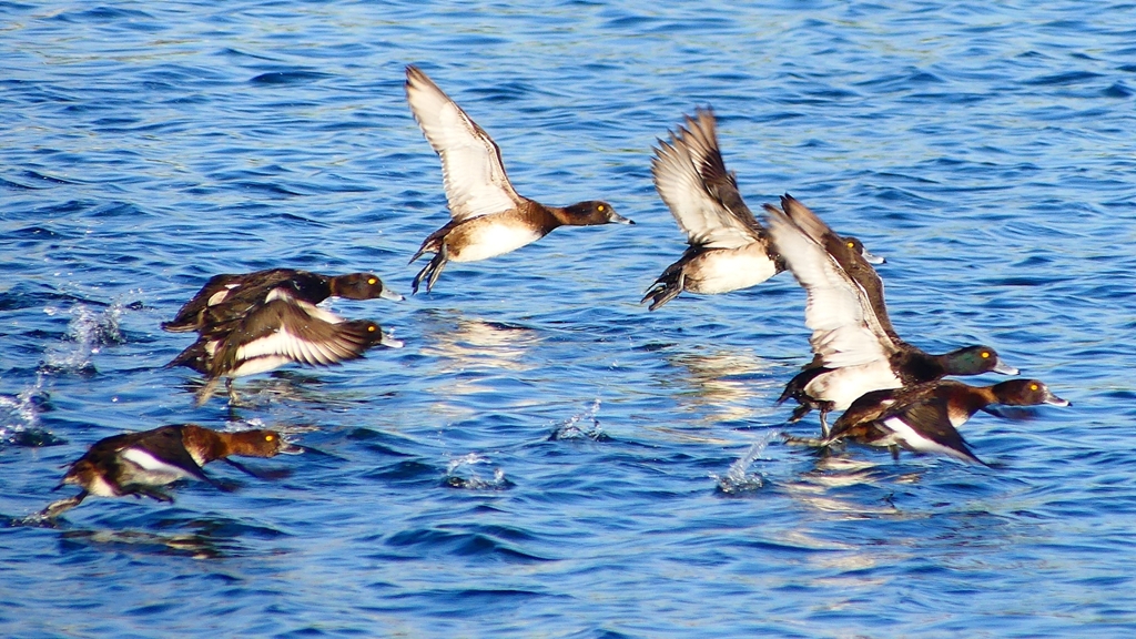 P2380172：飛ぶキンクロハジロ