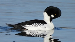 DSCN2825：ホオジロガモ（オス）