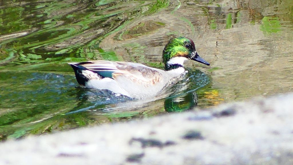 P2350180：ヨシガモ