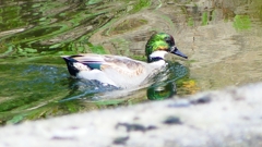 P2350180：ヨシガモ