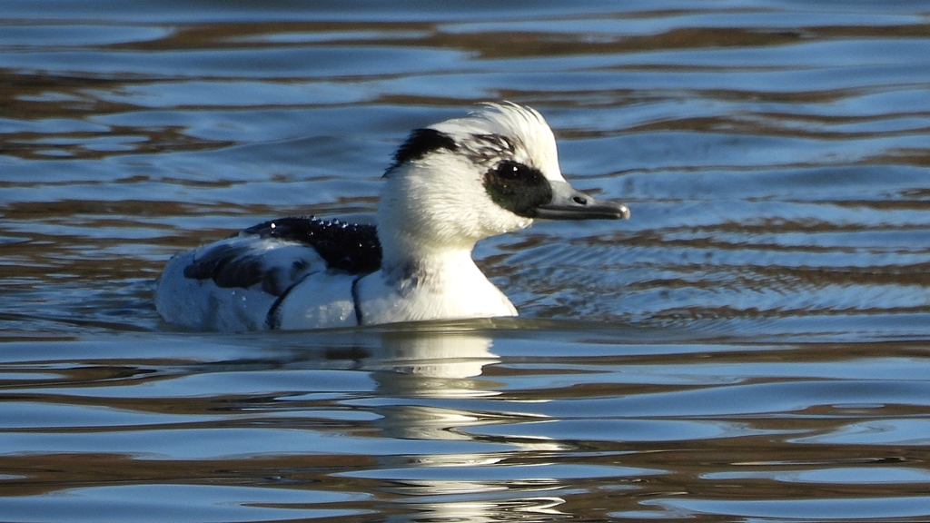 DSCN4865：ミコアイサ（オス）