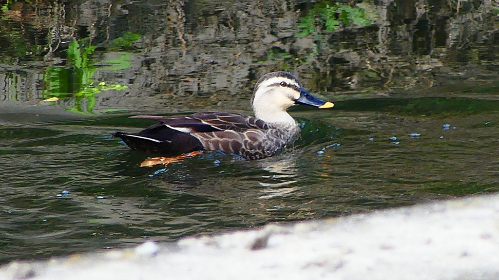 P2350098：カルガモ