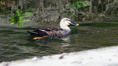 P2350098：カルガモ