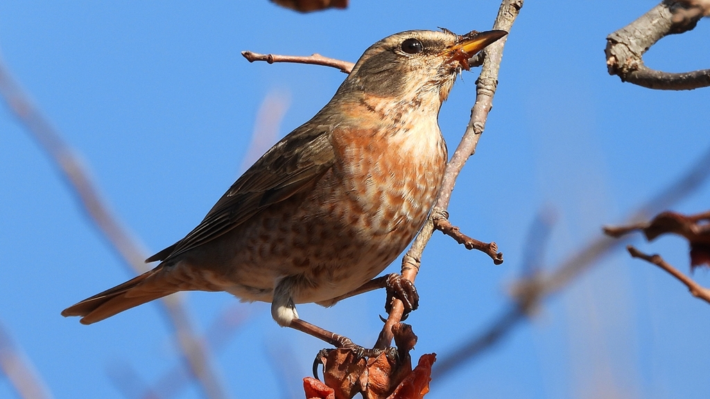 DSCN8816：ハチジョウツグミ