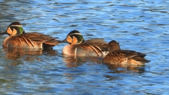 DSCN7887：トモエガモ