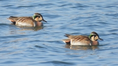 DSCN1104：トモエガモ