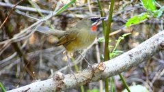 P2310350：ノゴマ（オス